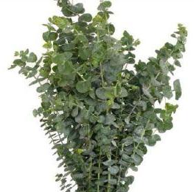EUCALYPTUS BABY BLUE